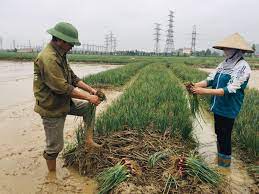 VIDEO: Nông dân Kinh Môn tận dụng bờ ruộng trồng hành tỏi